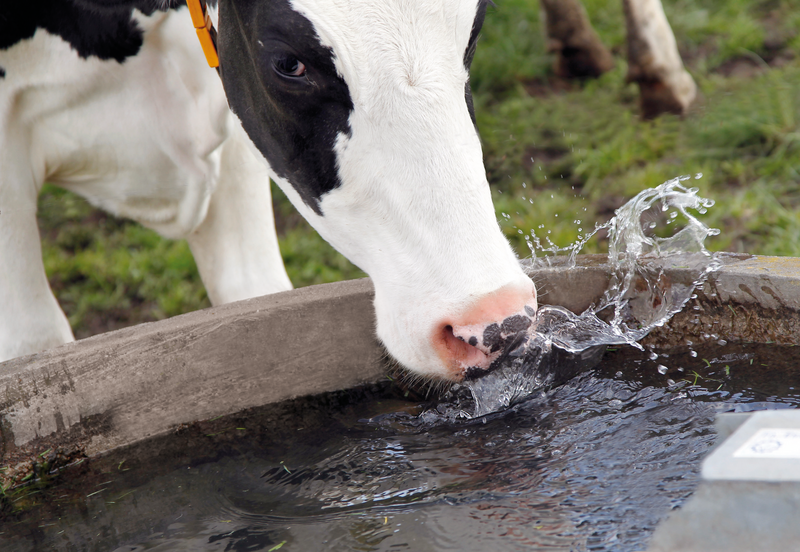 Preventing heat stress in your cattle